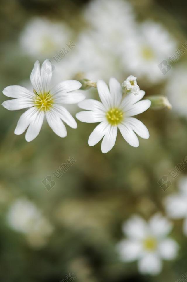 白 花 自然 花的 植物 盛开 开花 绿色 叶 花瓣