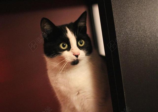 摄影清新惊讶张嘴的黑猫背景图片