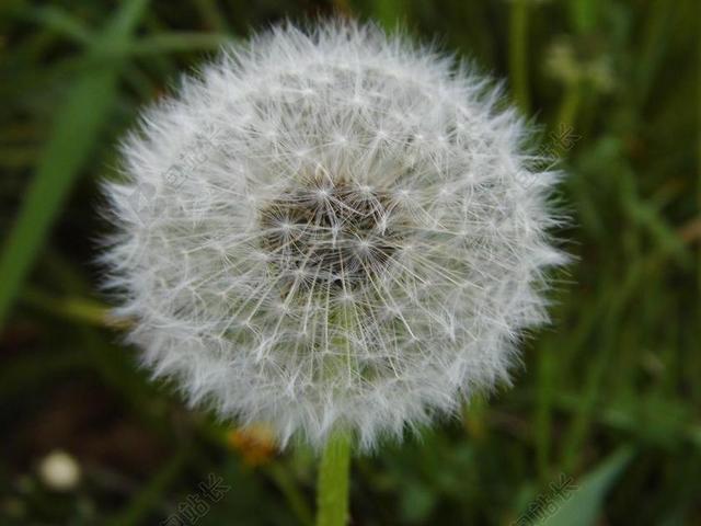 蒲公英 性质 春天 关闭 指出花 厂 花 草地 种子 开花