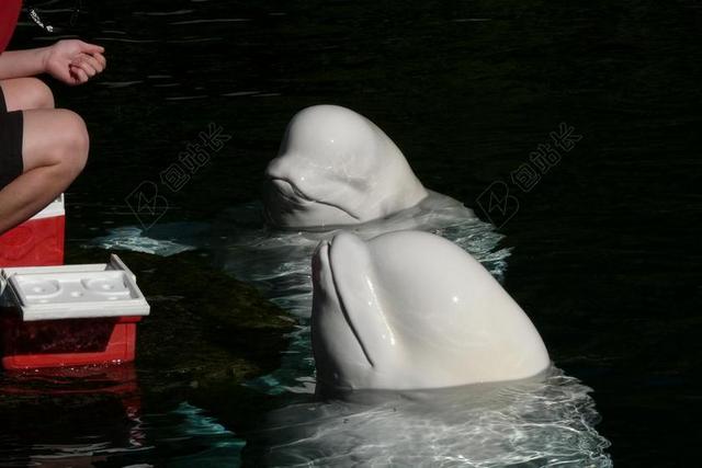 旅游清新德尔 温哥华水族馆背景图片