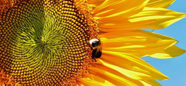 太阳花 赫梅尔 夏季 花园 开花 黄色 昆虫 向日葵 性质
