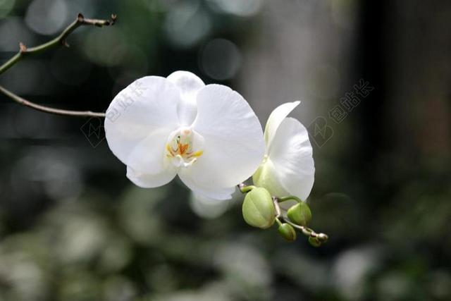 白兰花 兰花 植物 花卉 美丽的花 热带植物 植物群 美丽