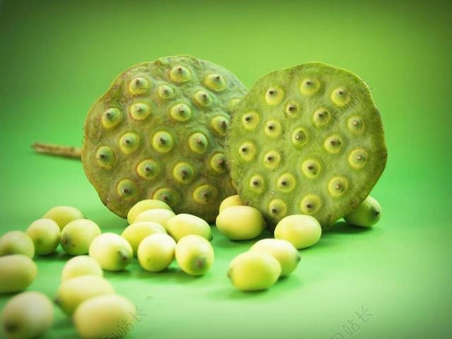 莲花 种子 花 叶 POD 印度 特写 孤立 生产 水