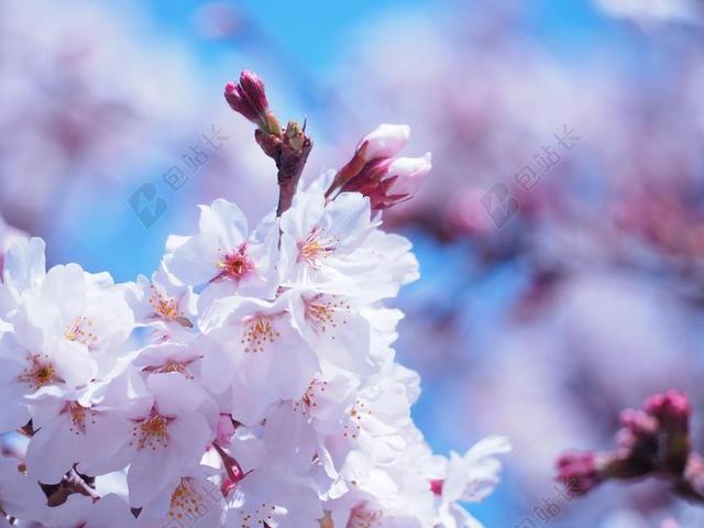 樱桃 鲜花 春天的花朵 吉野樱花树
