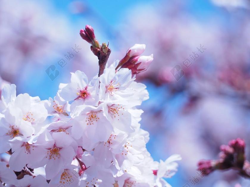 樱桃 鲜花 春天的花朵 吉野樱花树