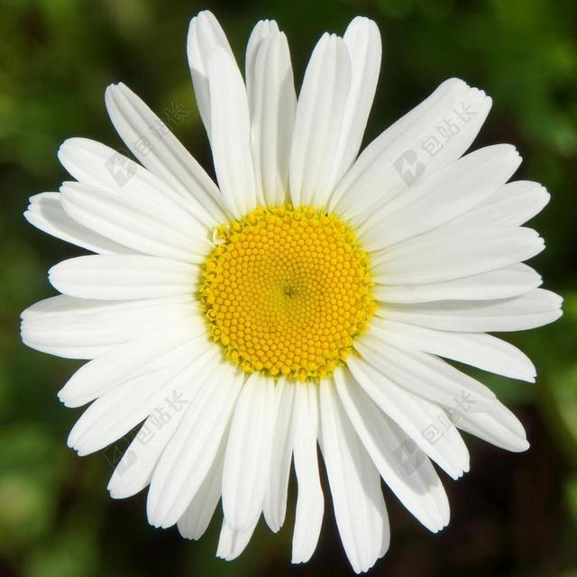 雏菊 LEUCANTHEMUM大麦 白色的野花