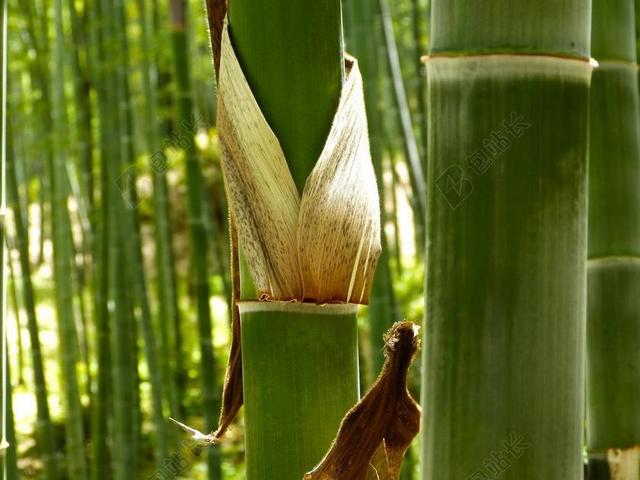 竹林 竹 绿色 植物