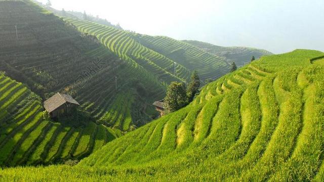 旅游清新中国水稻田背景图片