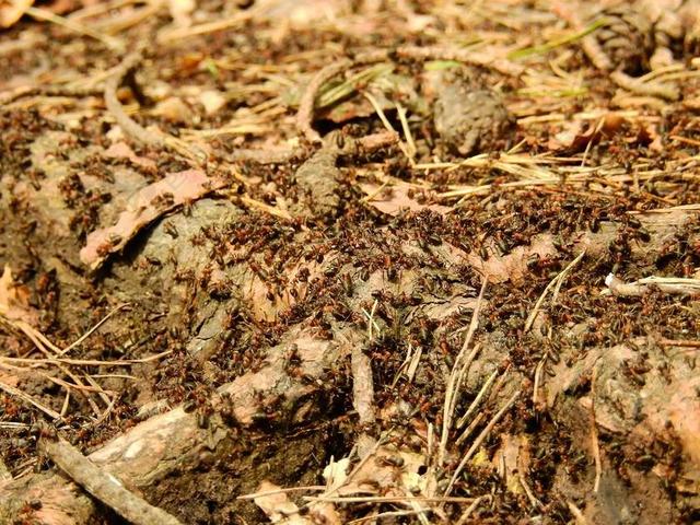 蚂蚁 昆虫 森林 红木蚂蚁 性质 群 爬