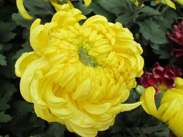 菊花 植物 公园 黄色