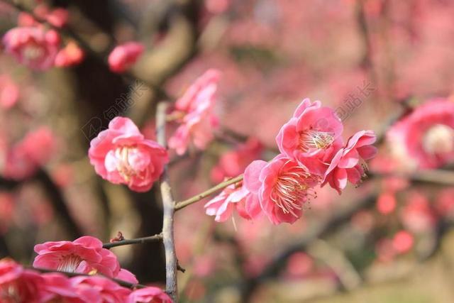 梅花 春天 桃红 粉红 萌发