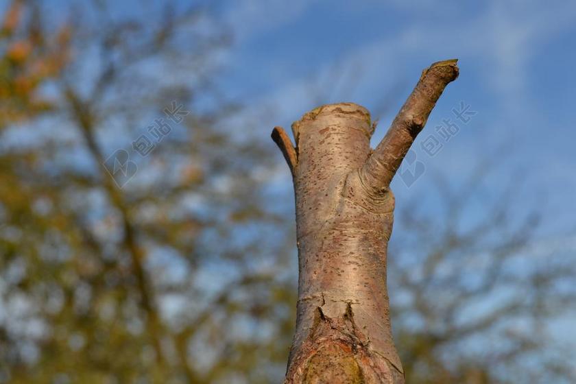 树桩 截断的树干 树 性质 蓝色的天空 秋季 树木 绿色
