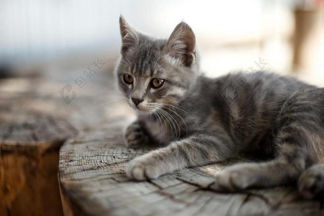 猫 度假 小猫 宠物 动物 首页 性质 树桩