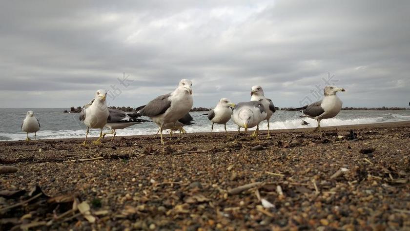 多云的天空 海 海滩 海鸥 海鸟类 野生鸟类 野生动物 自然