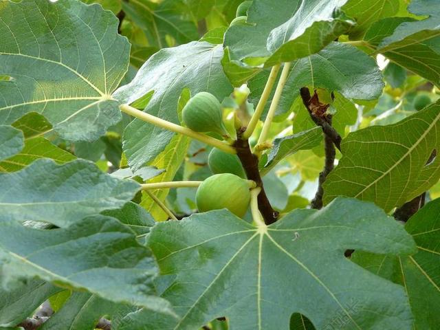 无花果树 无花果 关闭 无花果树的叶子