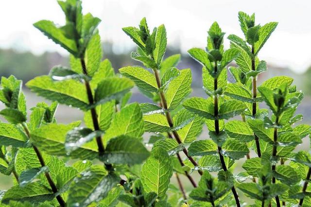薄荷 薄荷醇 莫吉托 鸡尾酒 草本植物 茶 芳香 工厂