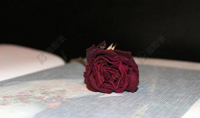 相册 干玫瑰 婚礼相册 回忆 爱情 浪漫 组织