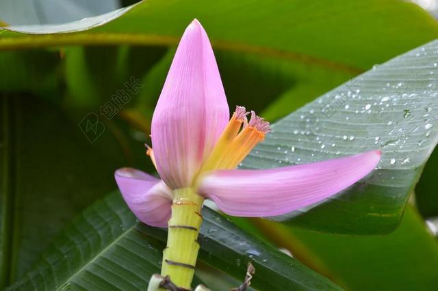 鲜花 香蕉 叶 花