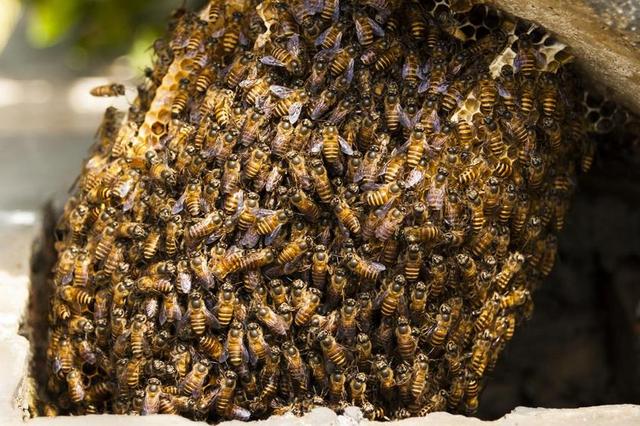 蜜蜂 配置单元 蜂蜜 昆虫 自然 蜂巢 消毒