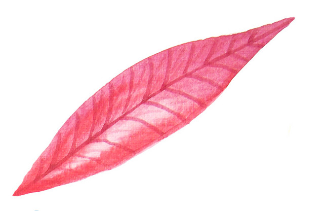 叶子素材