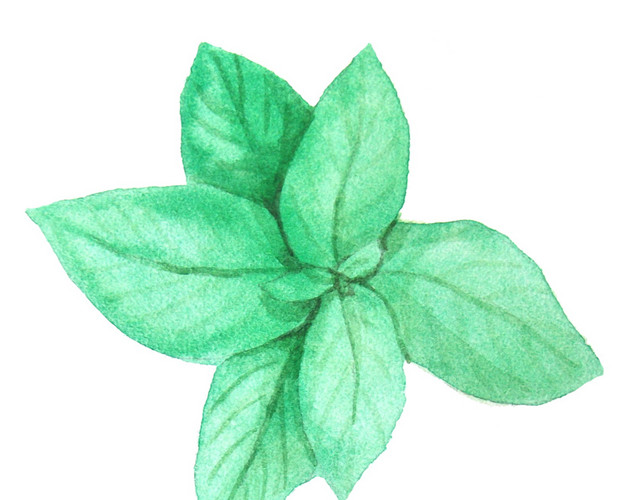 薄荷叶素材