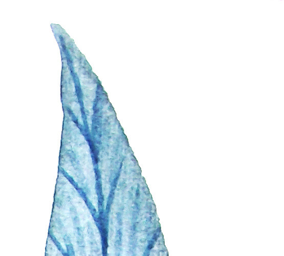 叶子素材