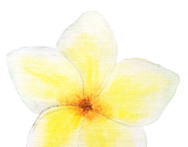 缅栀花素材