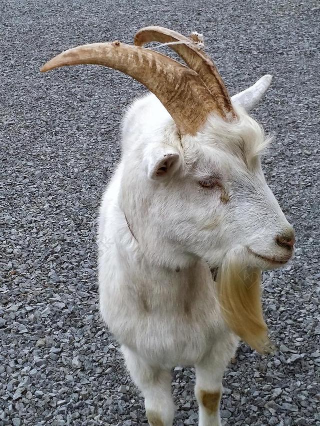 山羊 白 动物 农场 哺乳动物 RAM 牲畜 自然 角