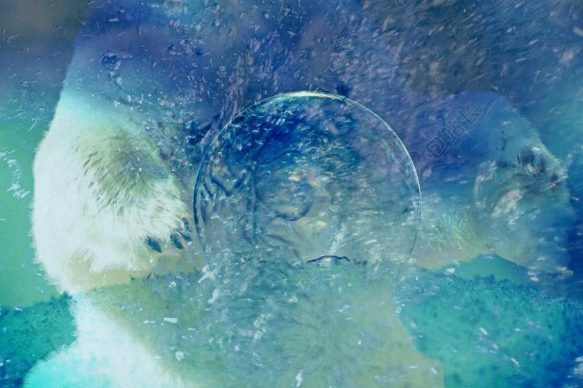 白熊动物爪子捕食球水下跳水背景图片