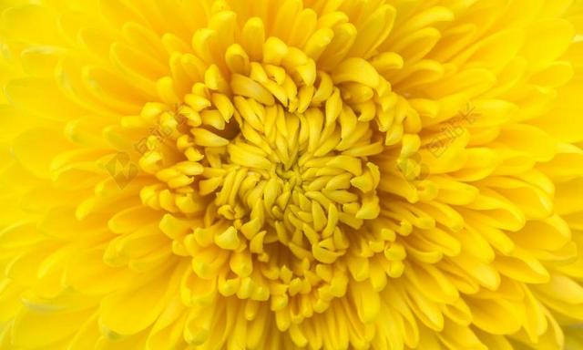 鲜花 大自然 植物 秋季 菊花 贴上 宏观 黄色