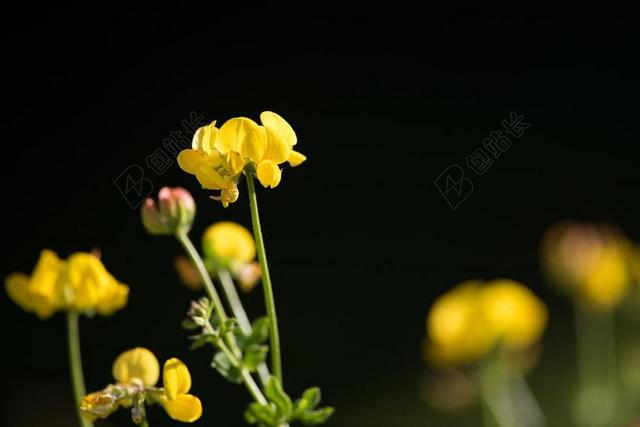 植物黄色的油菜花背景图片