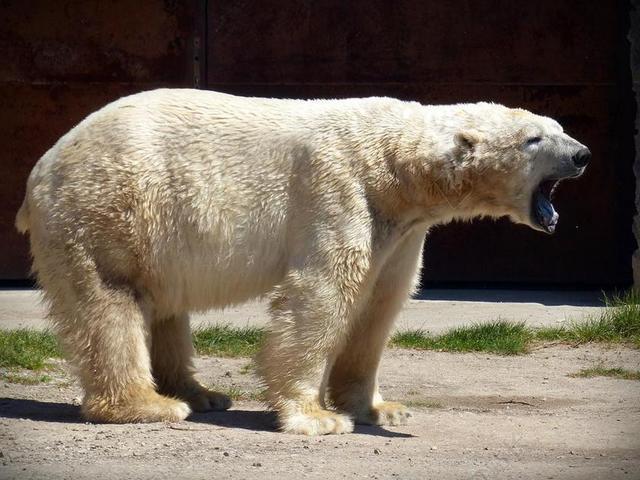 白熊 熊 捕食 毛皮 白 白苔 北极熊 大