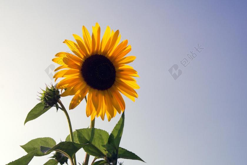 自然植物向日葵花开放背景图片