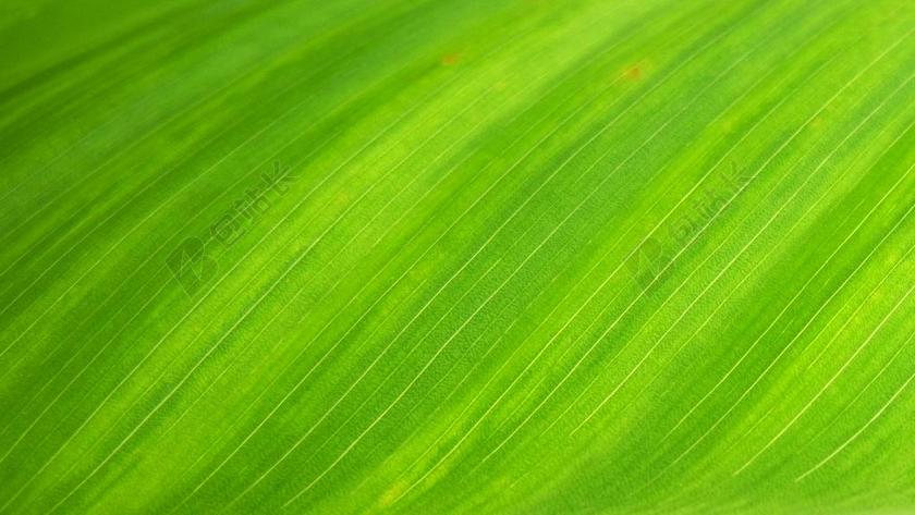 植物纹理绿色的树叶背景图片