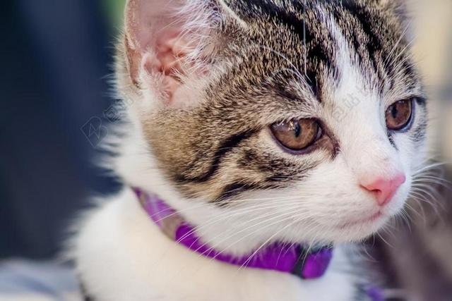 摄影清新小猫戴项链背景图片