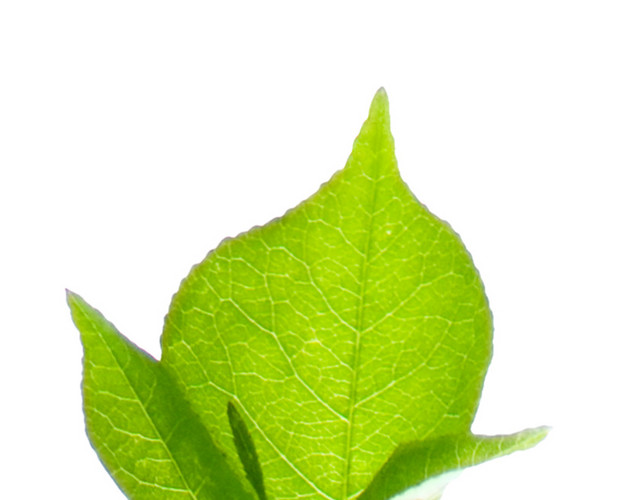 绿色植物装饰素材