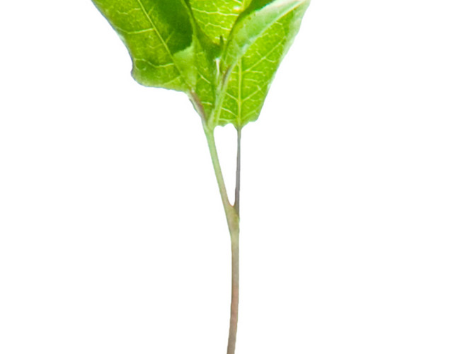 绿色植物装饰素材