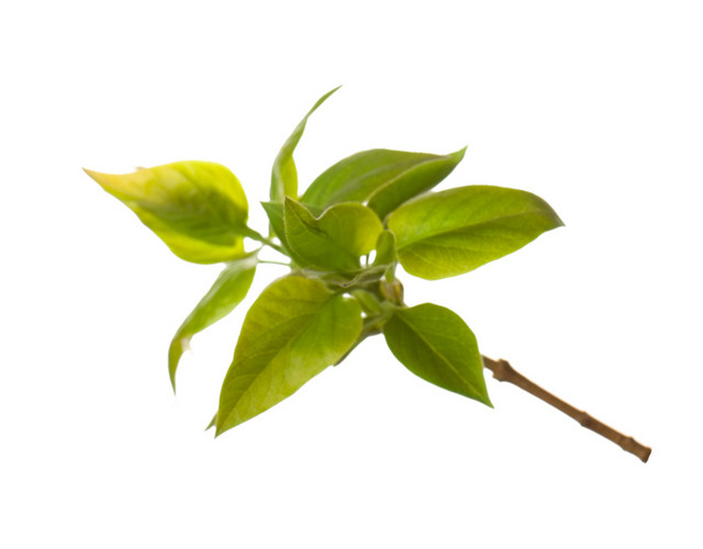 绿色树枝树叶装饰素材