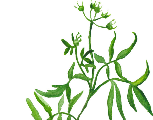 植株素材