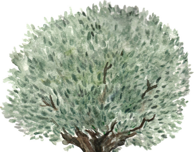 树插画素材