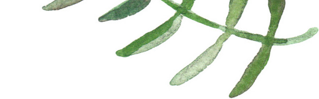 清新树叶