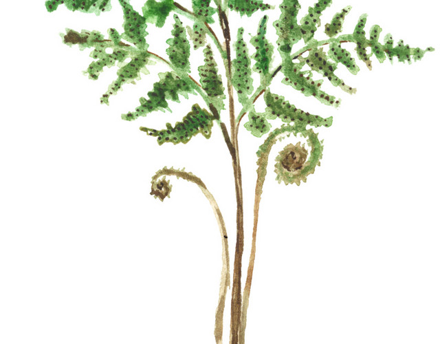 植物素材
