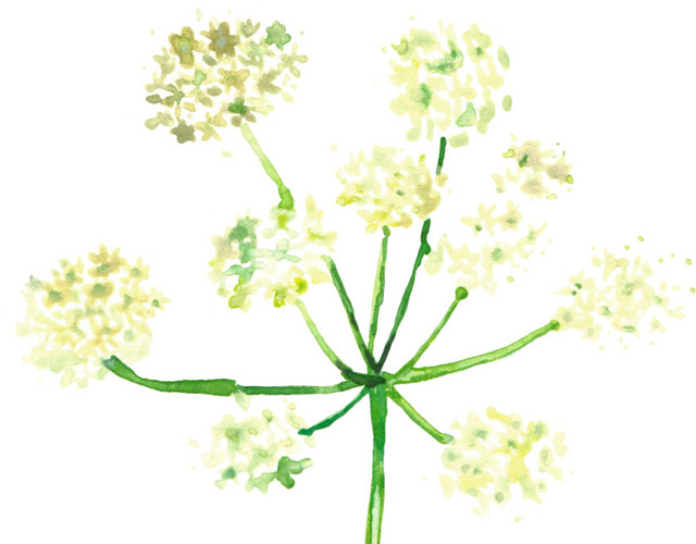 白色野花素材