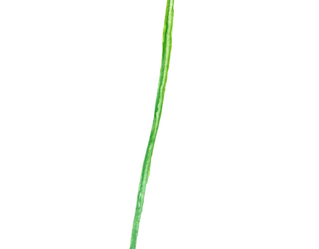 白色野花素材