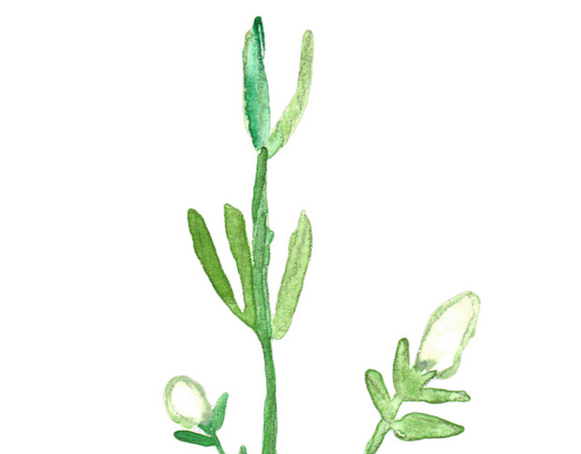 野花植物素材