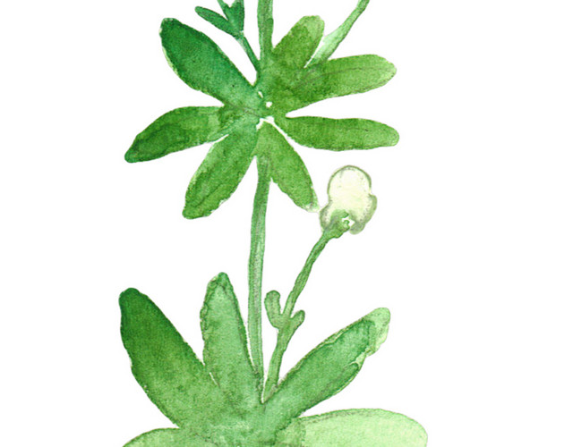野花植物素材