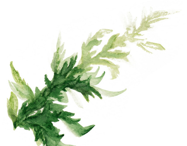 野草植物叶片矢量图