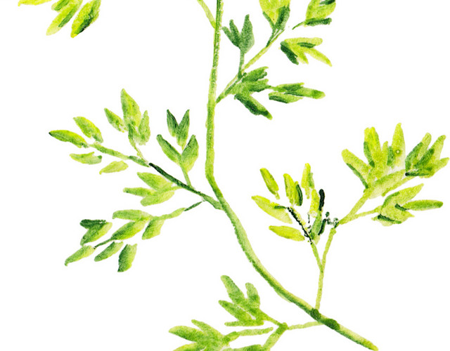 清新植物装饰素材