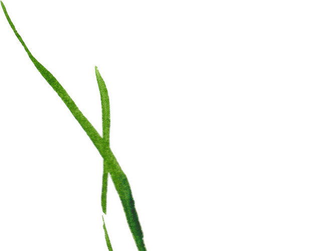草叶子插画素材