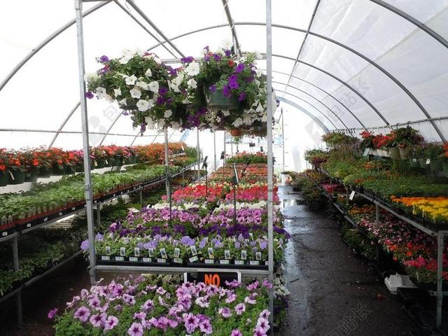 鲜花 温室 多彩 植物区系 花店 苗圃 花的 开花 花园